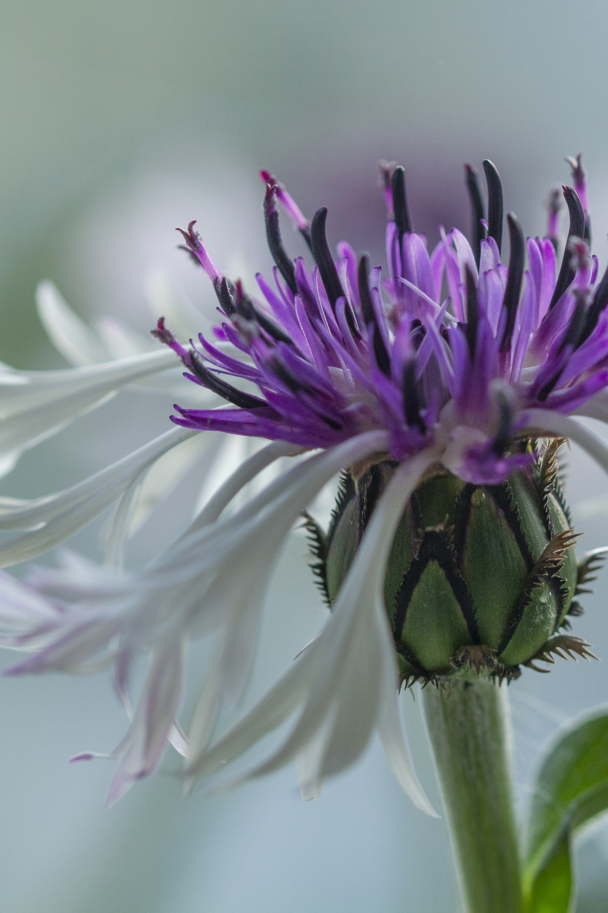 'Amethyst in Snow'